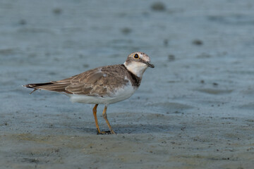 Little ringed plover standing in the mud looking up in the sky for predators