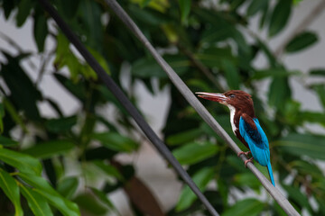 kingfisher on a branch