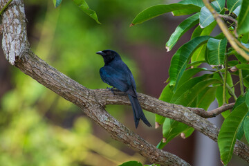 drongo