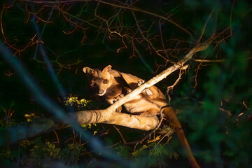 fossa walks through the jungle in madagascar.