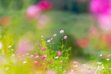 秋の黒姫高原に咲くコスモスの花畑