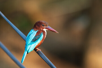 kingfisher on the branch