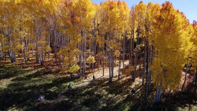Mountain bikers riding in the fall