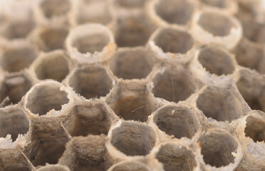 Wasp Honeycomb As Background.