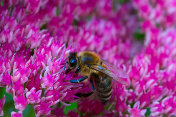 Honey bee or European honey bee (Apis mellifera) on flowers of orpine (Hylotelephium telephium), family Crassulaceae.