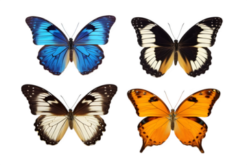 set of butterflies isolated on transparent background