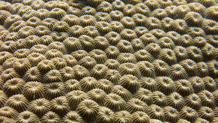 Close up of coral. Surface of a coral reef. Polyps on stony coral. Philippines.