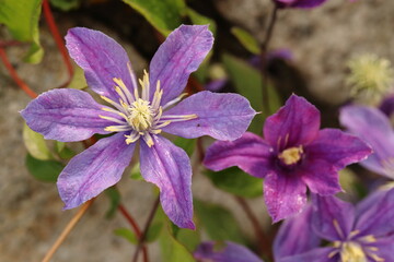 Clematis, close-up of a purple clematis clematis flower