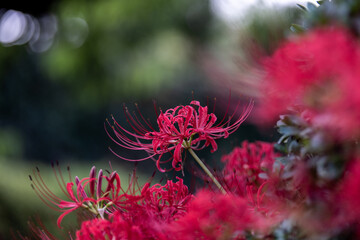 秋に咲く赤い花、彼岸花の花畑