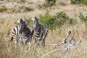 Steppenzebras