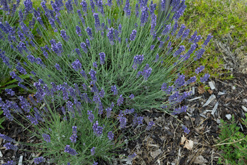 blume lila veilchen natur garten
