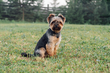 Loveable Yorkshire Terrier calmly sitting on lawn on countryside yard and looking at camera, enjoying fresh air..