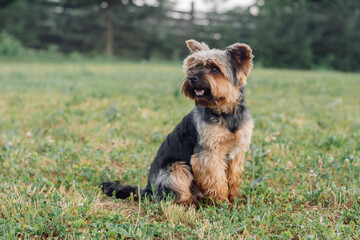 Portrait of friendly small Yorkshire Terrier with brown and black fur relaxing on green grass