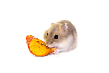 Hamster close-up on a white background. The hamster eats vegetables and fruits. Smiling animal, happy pet.