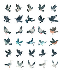 City birds collection. Birds in different poses isolated on white background. Vector illustration.