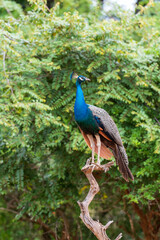 Fototapeta premium peacock in the garden