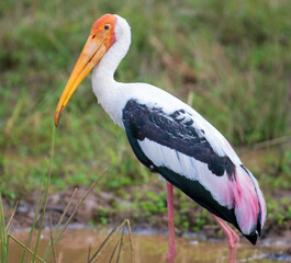 yellow billed stork