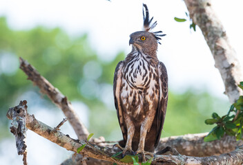 tailed hawk perched