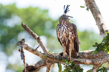 red tailed hawk perched on a branch