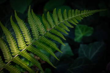 Farn im Wald