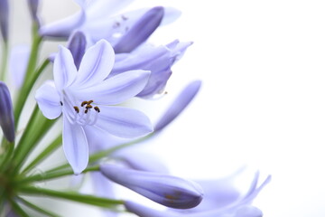 アガパンサスの花