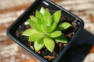 rojnik Sempervivum Charazdae