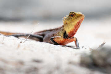 lizard on the sand