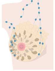 Internal structure of woman breast and lymph nodes realistic drawing. Part of breast of light skin female with mammary glands, nipple, areola and Montgomery's glands represented.