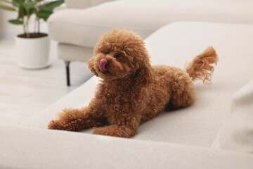 Cute Maltipoo dog resting on comfortable sofa at home. Lovely pet