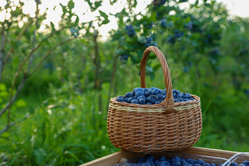 Fototapeta na wymiar Tasty ripe blueberries on farm, space for text. Seasonal berries