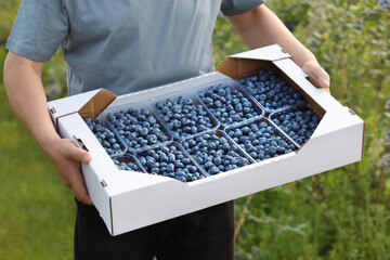 Man holding box with containers of fresh blueberries outdoors, closeup. Seasonal berries