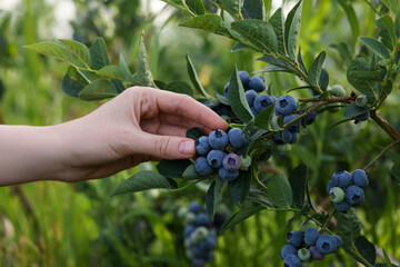 Woman picking up wild blueberries outdoors, closeup. Seasonal berries