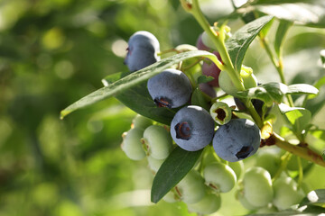 Wild blueberries growing outdoors on sunny day, closeup. Space for text