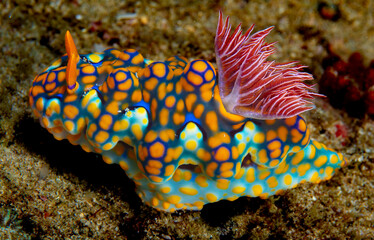 Miamira nudibranch