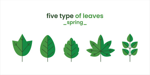 illustration five type of leaves-spring edition-green leaves isolated white background