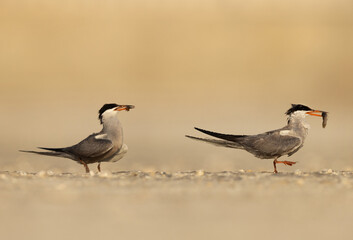 White-cheeked Tern with fish for his mate, Bahrain .