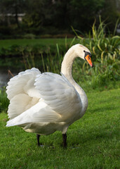 An adult mute swan (Cygnus olor) stands by the water on the mowed lawn of the park