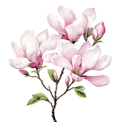 Watercolor illustration of magnolia flower. Generative AI, png image.