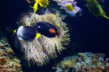Acanthurus achilles