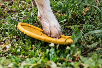 yellow frisbee under the dog's pawn on the grass
