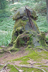 Baumstumpf