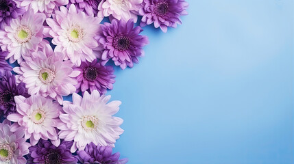 Flowers Composition Frame Made of Purple Chrysanthemums Arranged Elegantly on Soft Blue Background