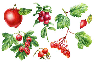 Watercolor botanical set berries. Hawthorn, cowberry, rosehip, apple and viburnum on isolated white background - obrazy, fototapety, plakaty