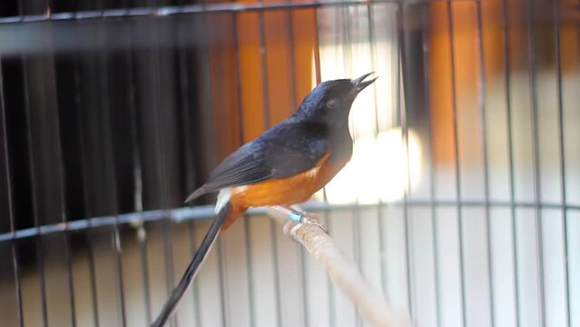 Beautiful White-rumped shama on a branch in a cage and blur background, stone magpie or copsychus malabaricus. Murai batu is a favorite of chirping bird lovers