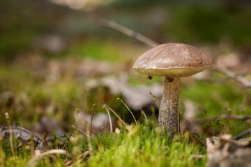 Edible mushroom brown cap boletus (Leccinum scabrum). Small depth of field