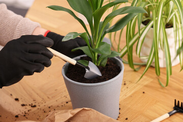 Woman in gloves transplanting houseplant into new pot at wooden table indoors, closeup