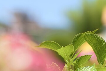 太陽の日を浴びる青々とした新葉