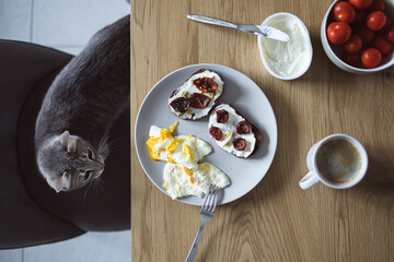 Curious grey tabby cat sitting on chair near wooden table and looking at plate with breakfast and...