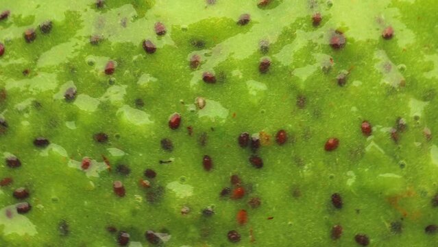Smoothie from green mini kiwi (actinidia arguta), rotation in circle. baby fruit frayed, Turning. selective focus. Seasonal fruit. Healthy green puree
