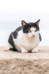 Obraz premium beautiful black and white stray cat in light city environment